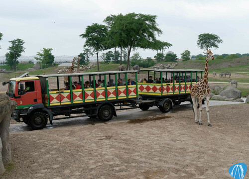Serenga Safari - Wildlands