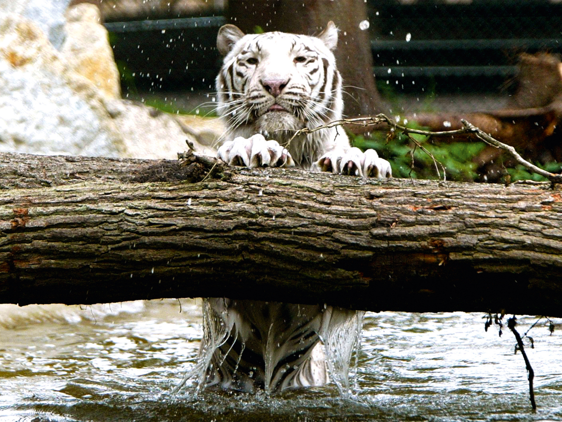 Weißer Tiger (Foto: Serengeti-Park)