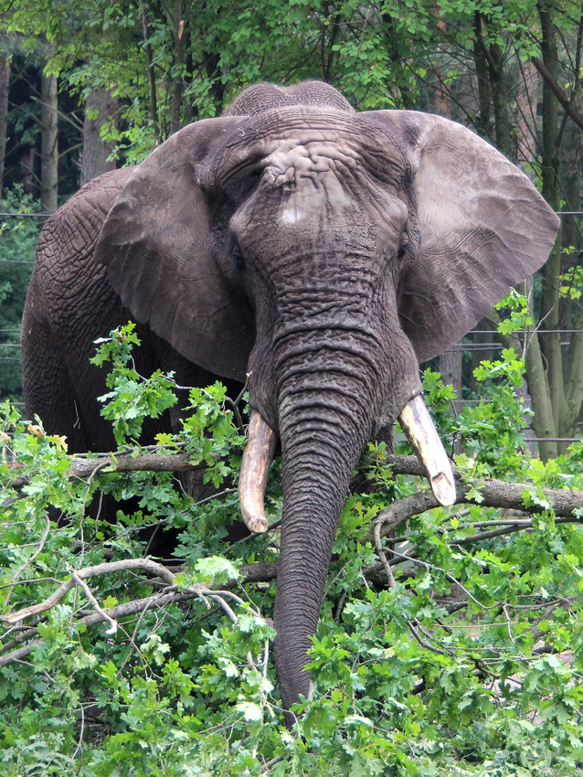 Elefantenbulle Tonga (Foto: Serengeti-Park)