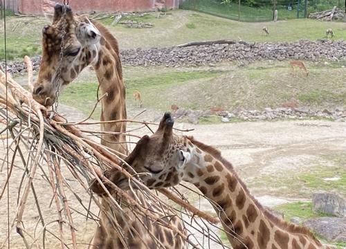 Giraffen in der ZOOM Erlebniswelt