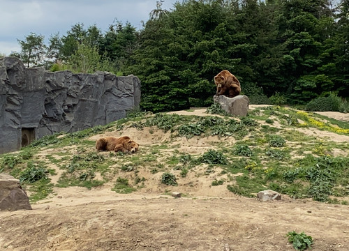 Bären in der ZOOM Erlebniswelt