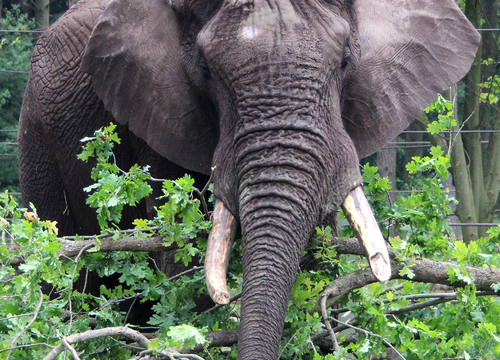 Elefantenbulle Tonga (Foto: Serengeti-Park)