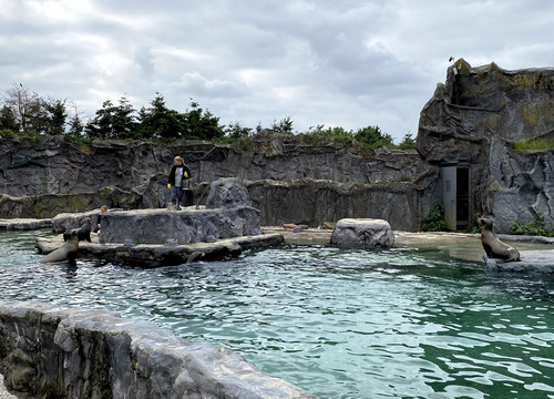 Seelöwen in der ZOOM Erlebniswelt