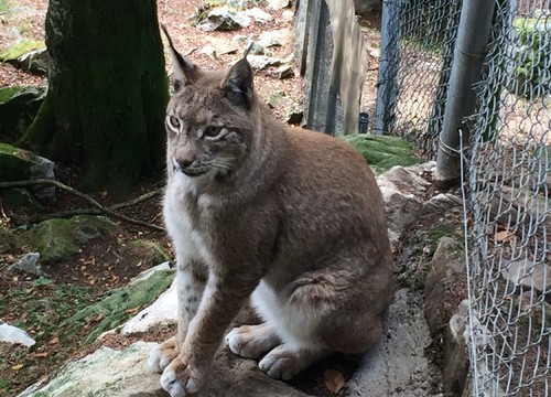 Wildpark u.a. mit Luchsen