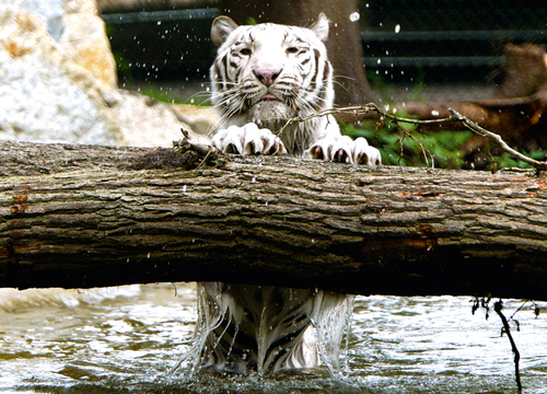 Weißer Tiger (Foto: Serengeti-Park)