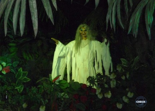 Die indischen Seerosen