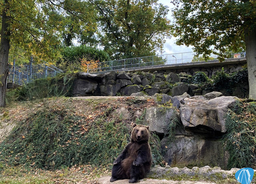 Bär im Wild- & Freizeitpark Klotten