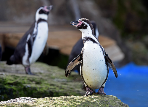 Pinguine