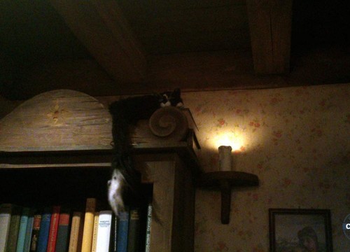 Maximus Blitz Wartebereich