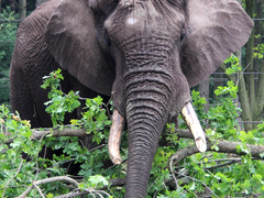 Elefantenbulle Tonga (Foto: Serengeti-Park)