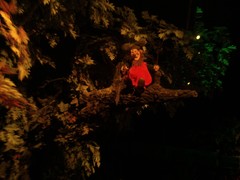 Der Wald von Plop