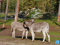 Zwergesel in der Serengeti-Safari