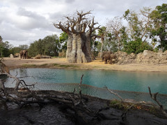 Kilimanjaro Safari