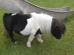 Mini Pony