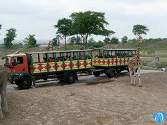 Serenga Safari - Wildlands