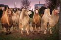 Circus Maximum organisiert Safariland am Niederrhein - auch die Kamele freuen sich schon (c)Wunderland Kalkar.jpg