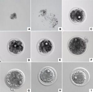 Embryo Development_Avantea-Cesare-Galli_dez19.jpeg