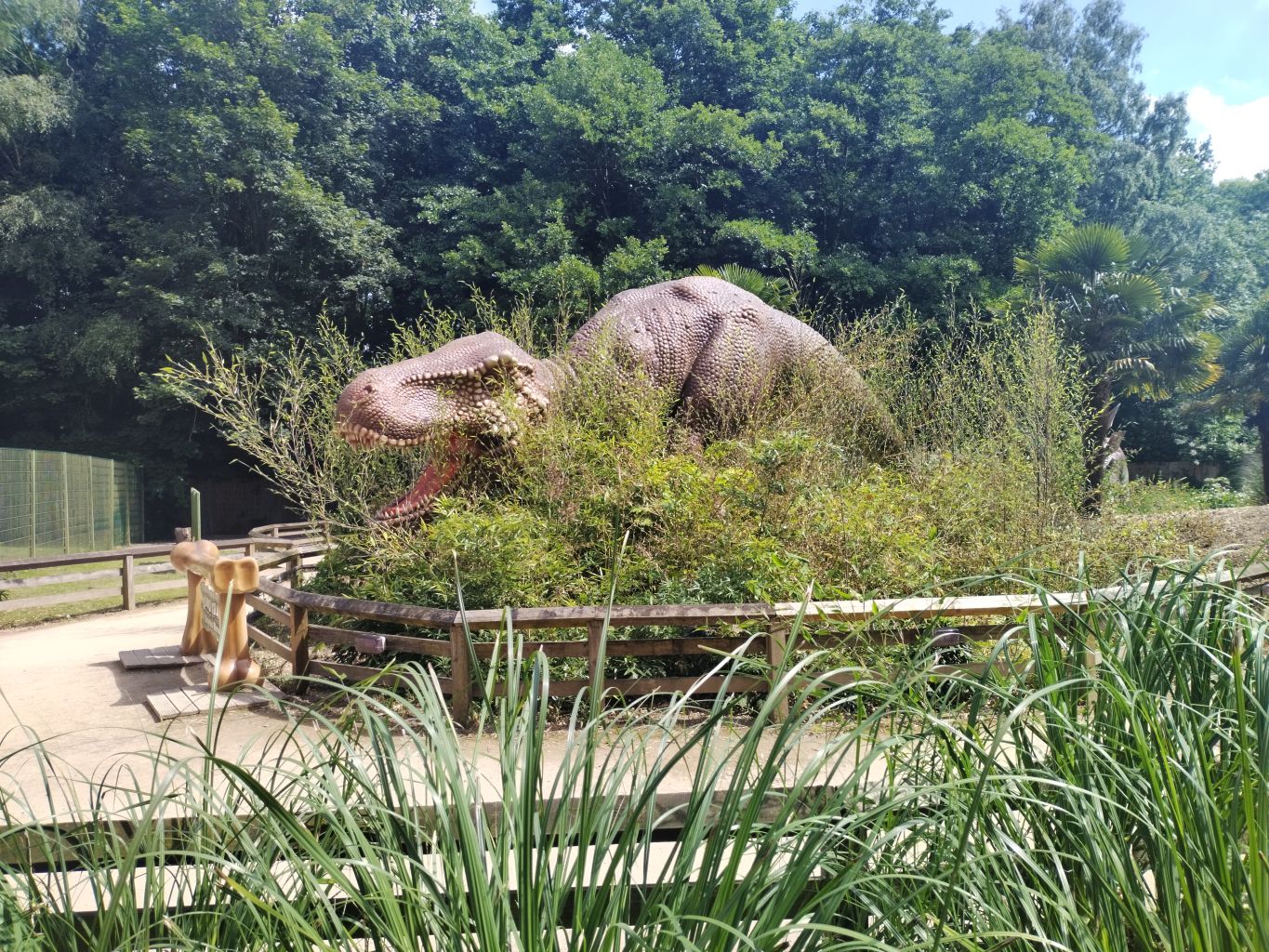 Dino Trail