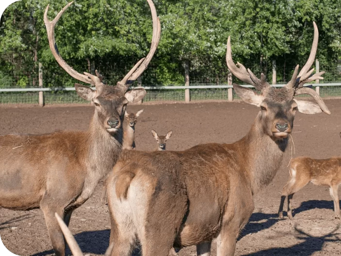 Deer Park /  Land Animals