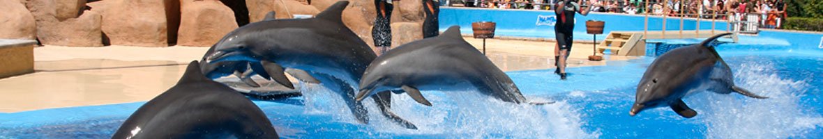 Dolphin Area